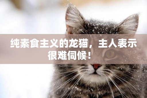 純素食主義的龍貓，主人表示很難伺候！ 