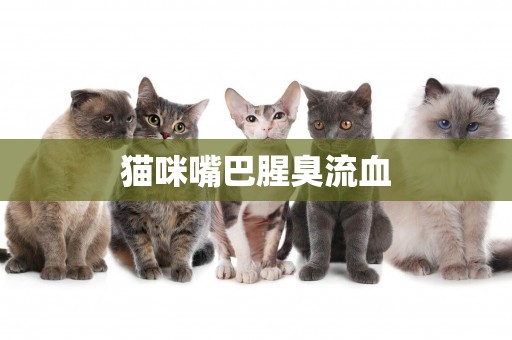 貓咪嘴巴腥臭流血