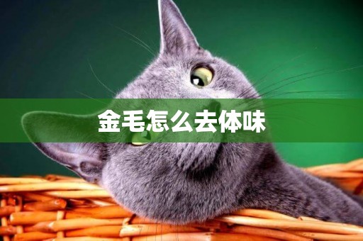 金毛怎么去體味