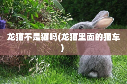 龍貓不是貓嗎(龍貓里面的貓車) 