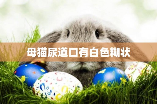 母貓尿道口有白色糊狀