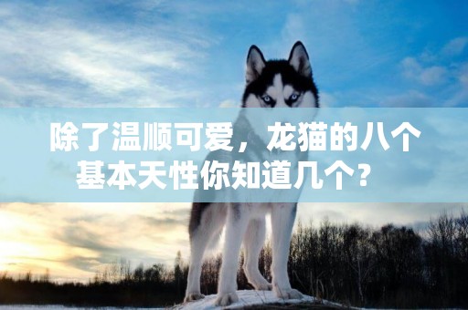 除了溫順可愛，龍貓的八個基本天性你知道幾個？ 