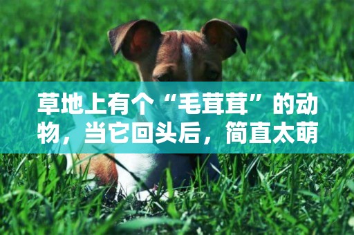 草地上有個“毛茸茸”的動物，當它回頭后，簡直太萌了 