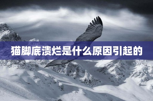 貓腳底潰爛是什么原因引起的