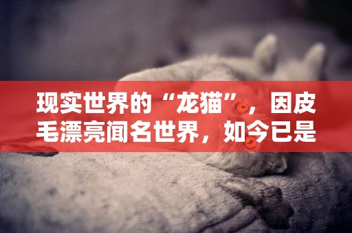 現實世界的“龍貓”，因皮毛漂亮聞名世界，如今已是瀕危動物 