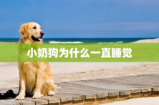 小奶狗為什么一直睡覺