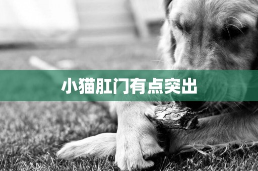 小貓肛門有點突出