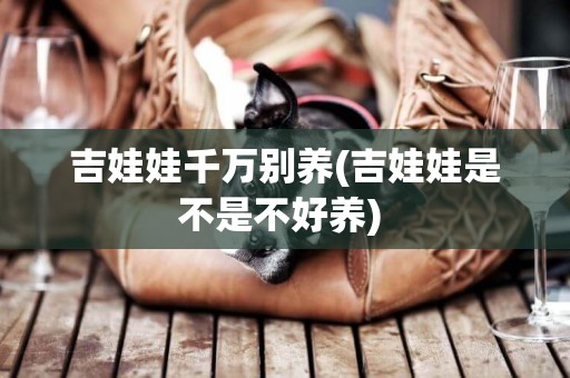 吉娃娃千萬別養(吉娃娃是不是不好養) 