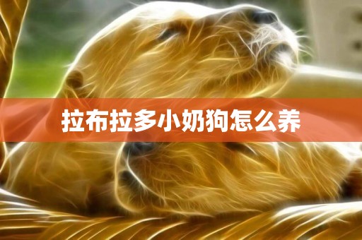 拉布拉多小奶狗怎么養