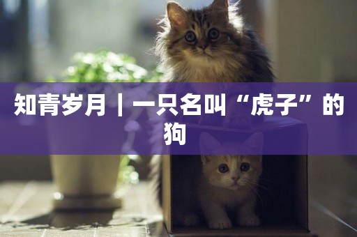 知青歲月｜一只名叫“虎子”的狗 
