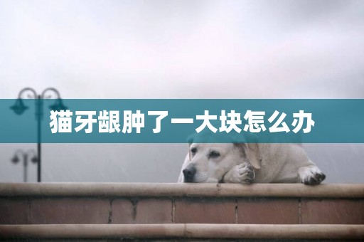 貓牙齦腫了一大塊怎么辦