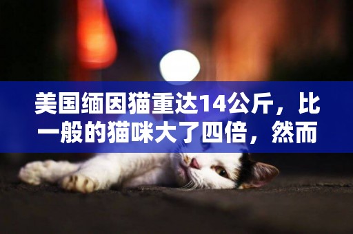 美國緬因貓重達14公斤，比一般的貓咪大了四倍，然而習性卻像只狗 