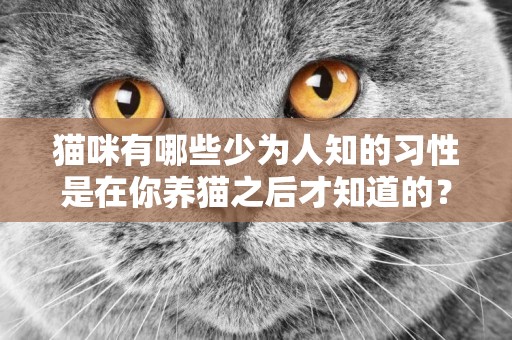 貓咪有哪些少為人知的習性是在你養貓之后才知道的？ 