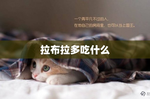 拉布拉多吃什么