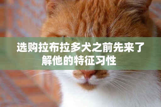 選購拉布拉多犬之前先來了解他的特征習性 