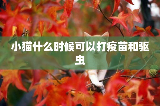 小貓什么時候可以打疫苗和驅蟲