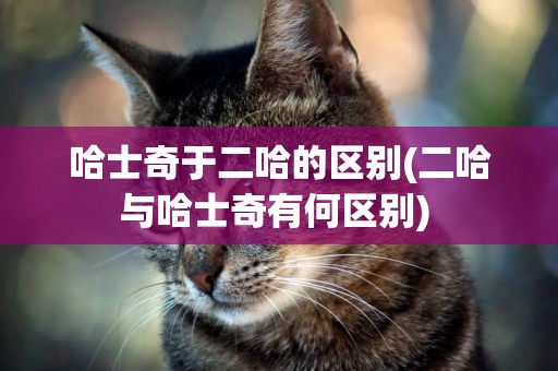 哈士奇于二哈的區別(二哈與哈士奇有何區別) 