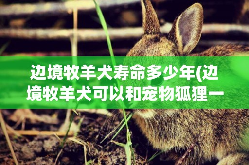 邊境牧羊犬壽命多少年(邊境牧羊犬可以和寵物狐貍一起養) 