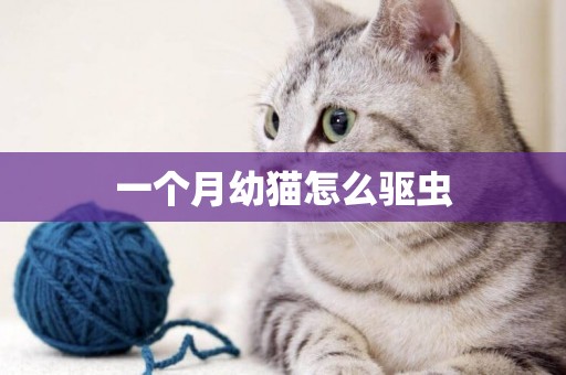 一個月幼貓怎么驅蟲