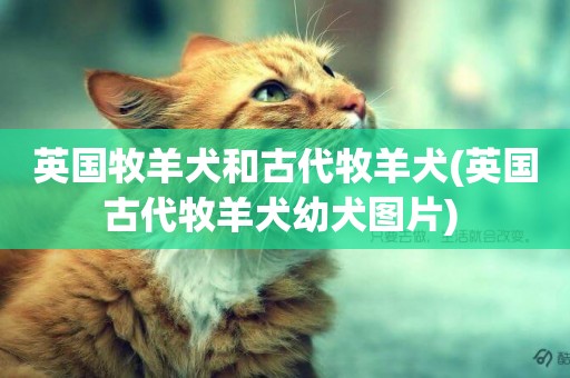 英國牧羊犬和古代牧羊犬(英國古代牧羊犬幼犬圖片) 