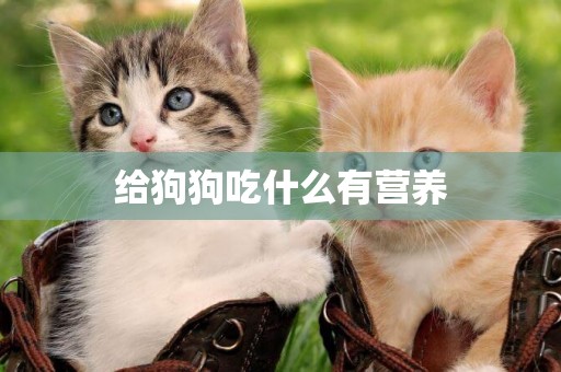 給狗狗吃什么有營養