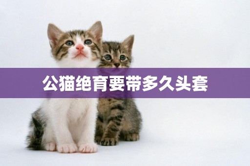 公貓絕育要帶多久頭套