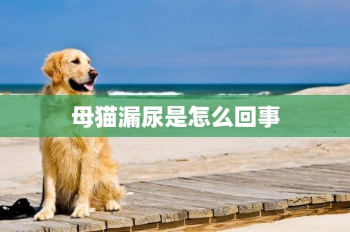 母貓漏尿是怎么回事