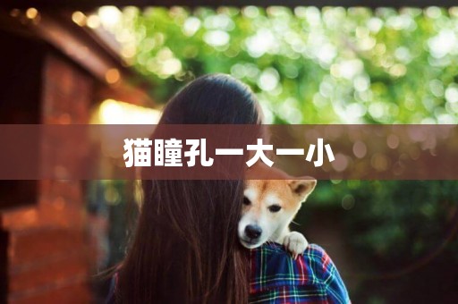 貓瞳孔一大一小