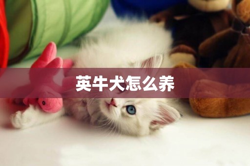英牛犬怎么養