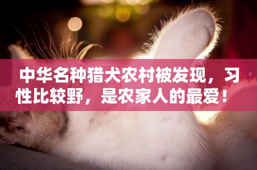 中華名種獵犬農村被發現，習性比較野，是農家人的最愛！ 