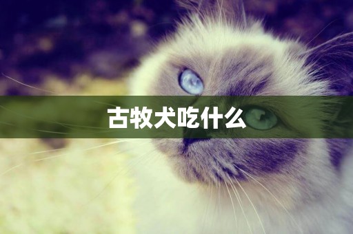 古牧犬吃什么