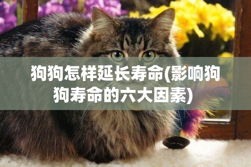 狗狗怎樣延長壽命(影響狗狗壽命的六大因素) 