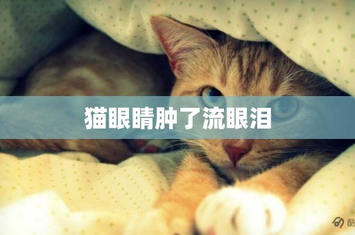 貓眼睛腫了流眼淚