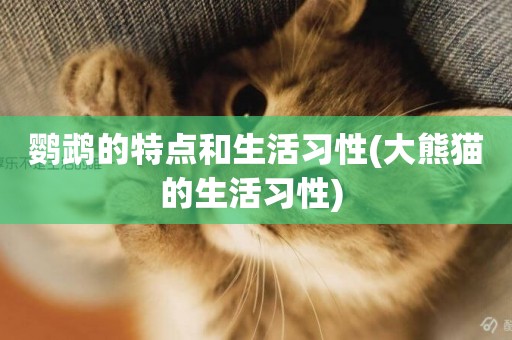 鸚鵡的特點和生活習性(大熊貓的生活習性) 
