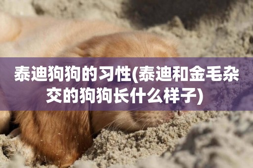 泰迪狗狗的習性(泰迪和金毛雜交的狗狗長什么樣子) 