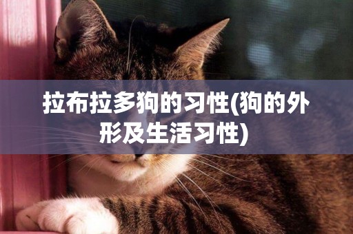 拉布拉多狗的習性(狗的外形及生活習性) 