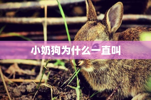 小奶狗為什么一直叫
