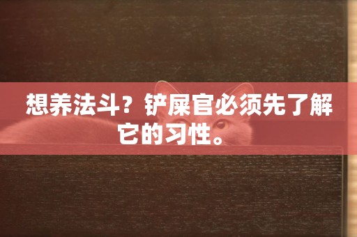 想養法斗？鏟屎官必須先了解它的習性。 