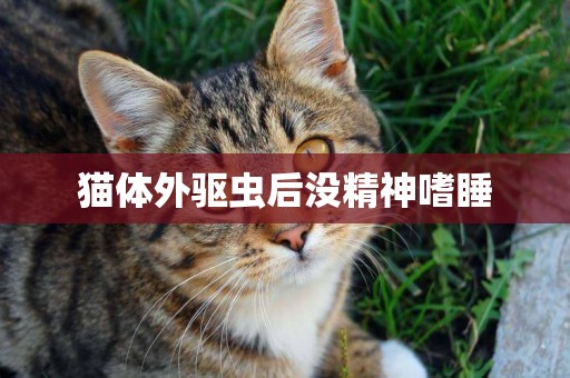 貓體外驅蟲后沒精神嗜睡