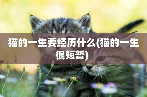 貓的一生要經歷什么(貓的一生很短暫) 