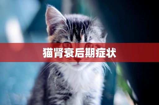 貓腎衰后期癥狀