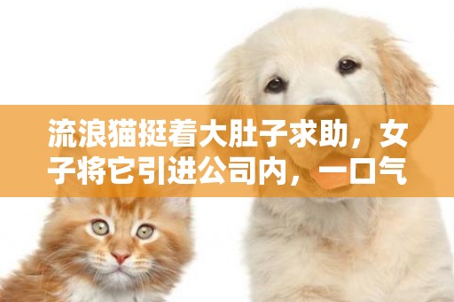 流浪貓挺著大肚子求助，女子將它引進公司內，一口氣生下8只小貓 