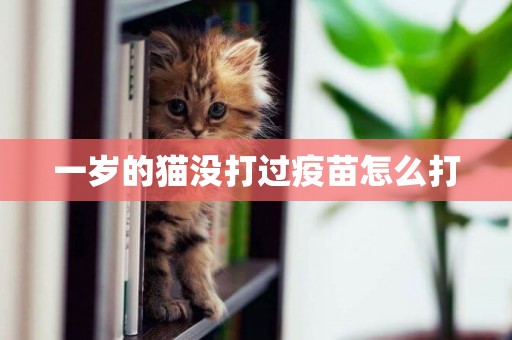 一歲的貓沒打過疫苗怎么打