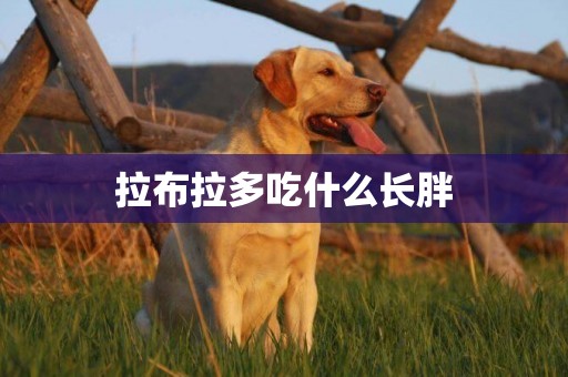 拉布拉多吃什么長胖