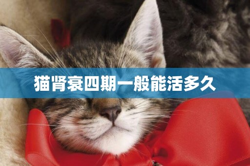 貓腎衰四期一般能活多久