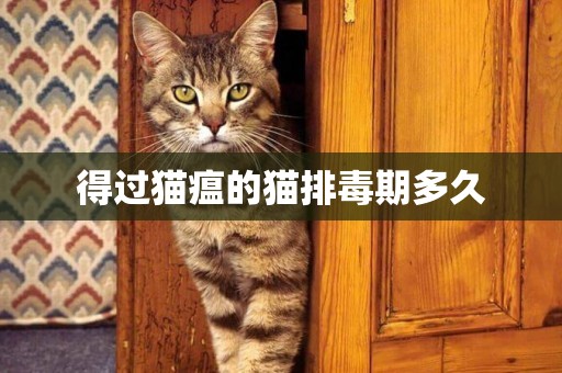 得過貓瘟的貓排毒期多久