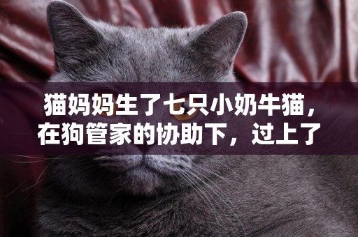 貓媽媽生了七只小奶牛貓，在狗管家的協助下，過上了幸福的喵生 