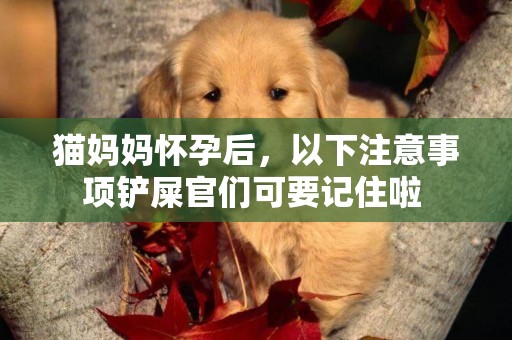 貓媽媽懷孕后，以下注意事項鏟屎官們可要記住啦 