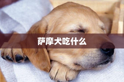 薩摩犬吃什么