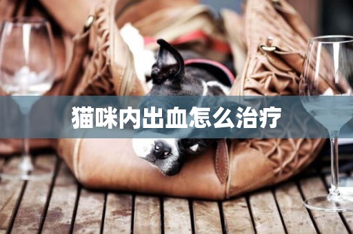貓咪內出血怎么治療